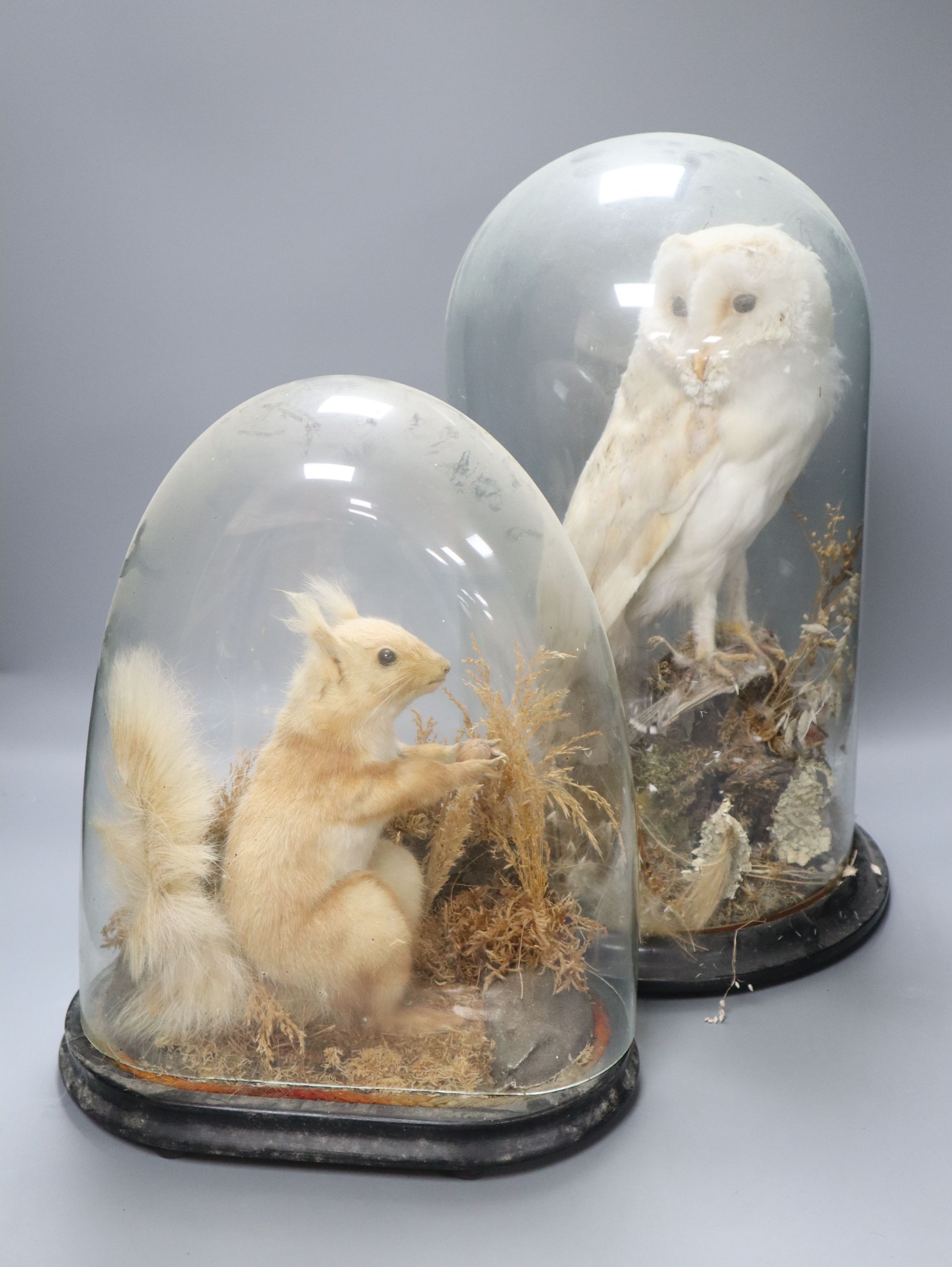 A Victorian taxidermic barn owl under glass dome and a similar taxidermic red squirrel (2)